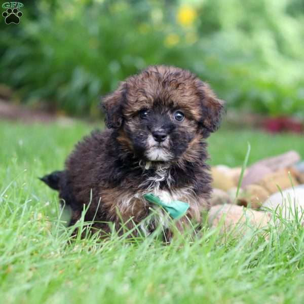 Frankie, Havapoo Puppy